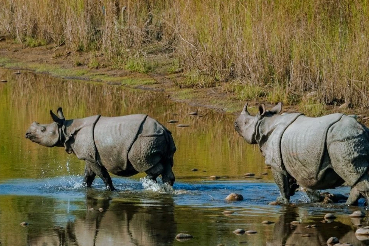 Wildlife Safari at Baridya National Park